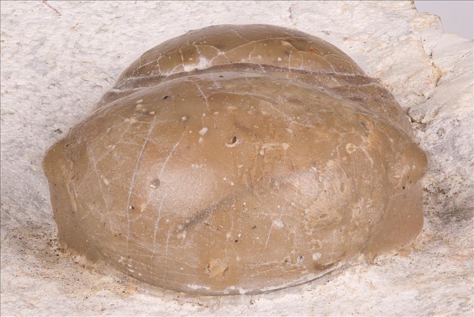 Picture of Bumastoides milleri front view, Specimen A