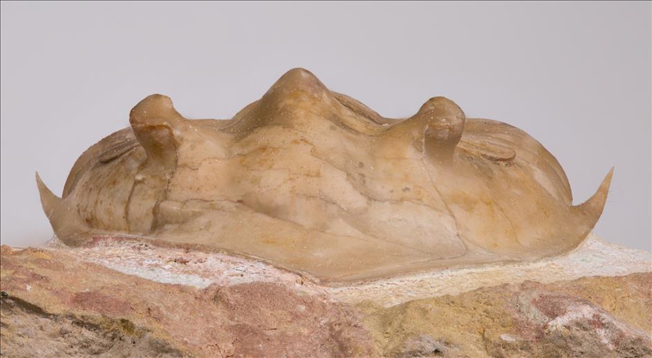 Picture of Rhinoferus hyorrhinus front
