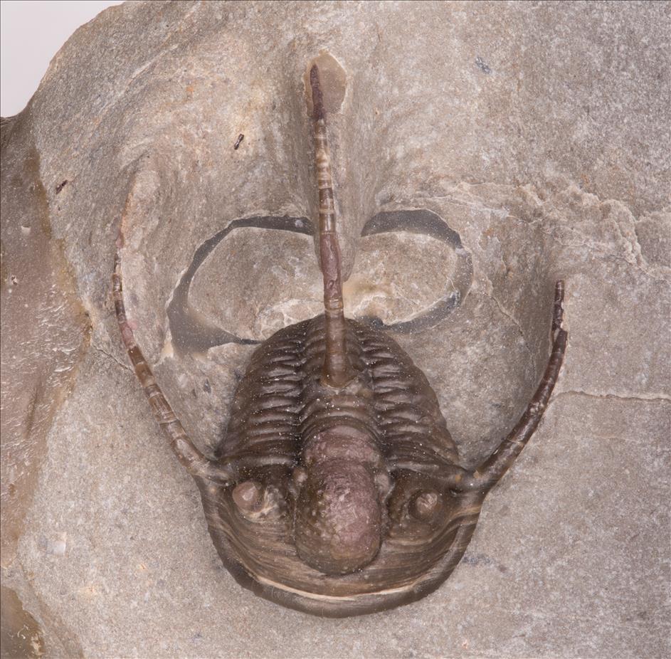Picture of Cyphaspis ceratophthalma front view