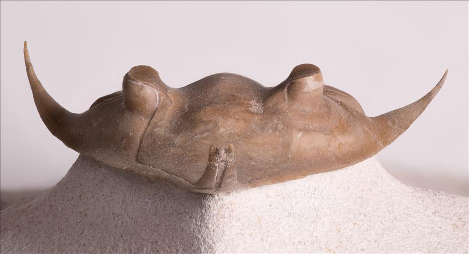 Picture of Megistaspidella isvosica front side