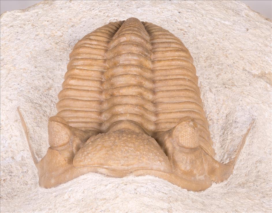Picture of Prochasmops nasutus front
