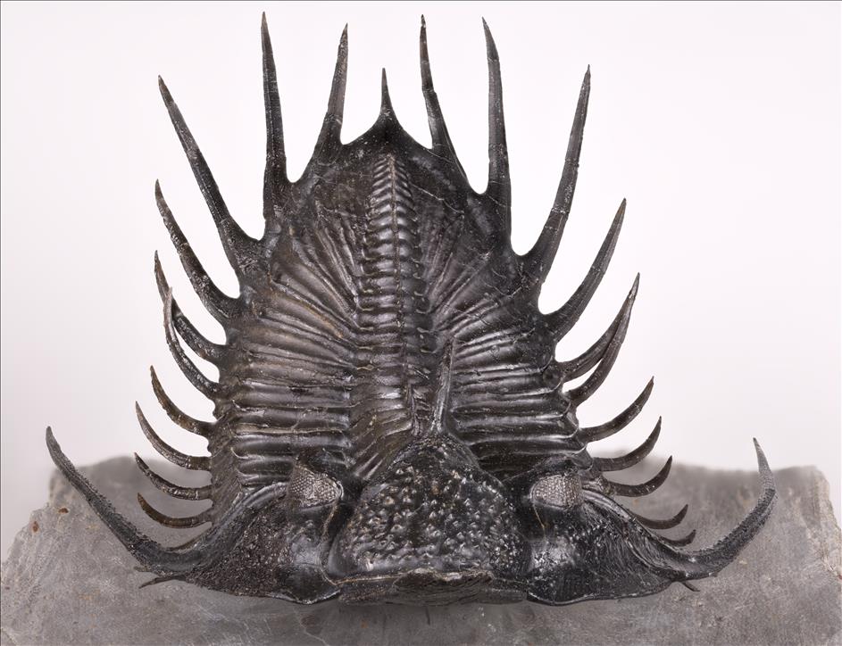 Picture of Psychopyge sp. front