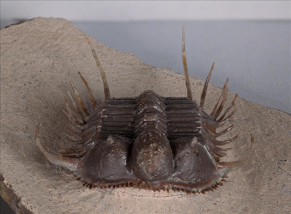 Picture of Cyphaspides nicoleae front view