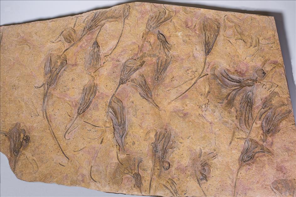 Picture of Undescribed crinoid #2 full plate