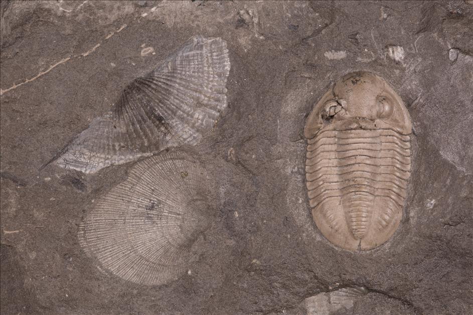 Picture of Bollandia globiceps with brachiopods