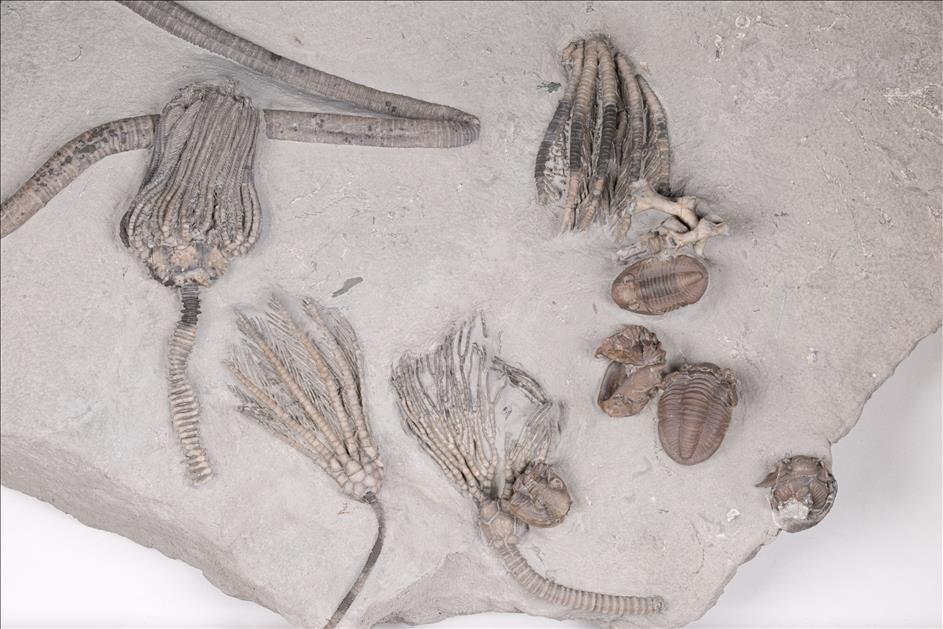 Picture of Hesslerides bufo with crinoids