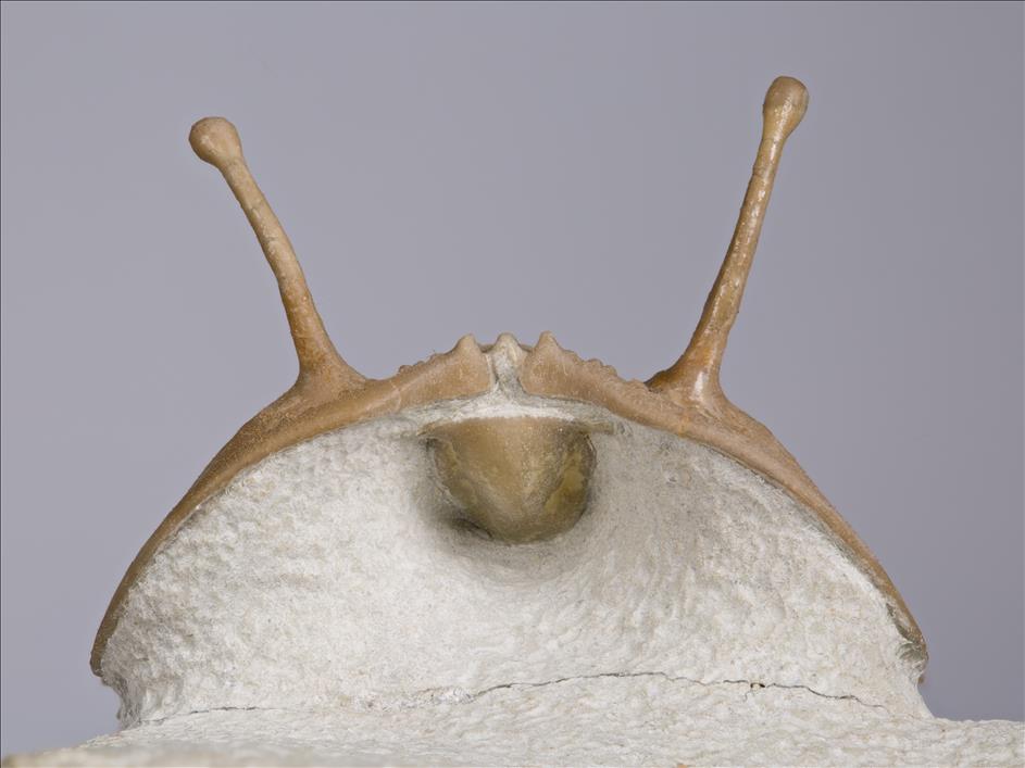 Picture of Cybele panderi hypostome