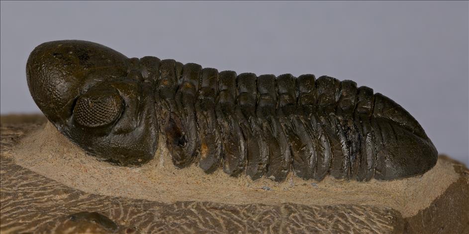 Picture of Reedops cephalotes left view