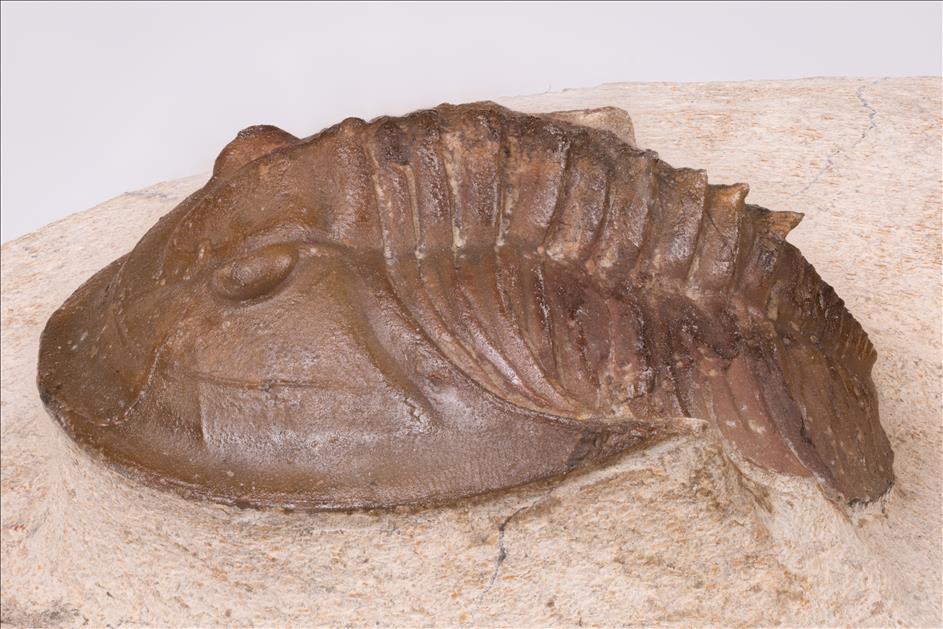 Picture of Tropidocoryphe amuri left side