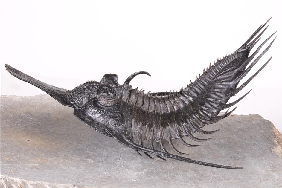 Picture of Psychopyge sp. left
