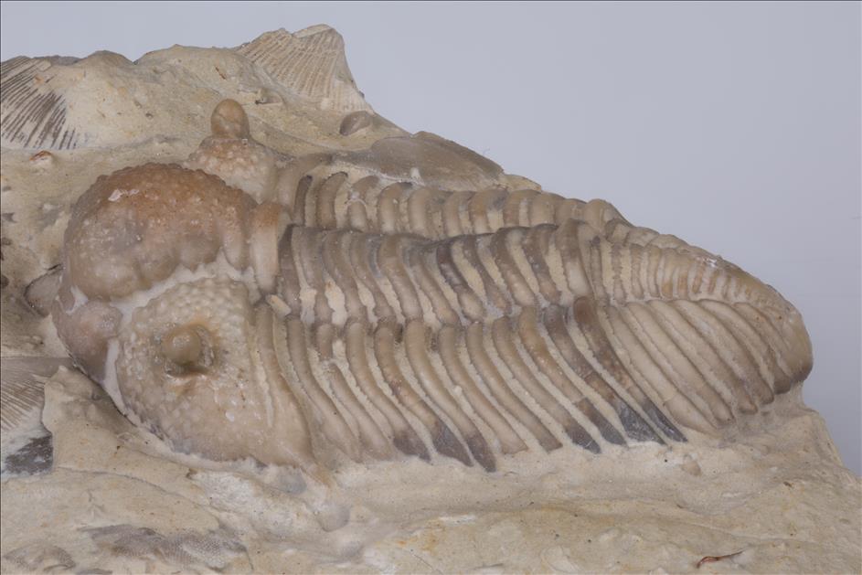 Picture of Frencrinuroides capitonis left side