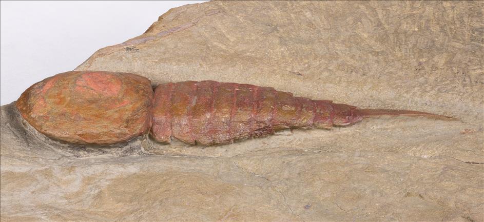 Picture of Tremaglaspis sp. left side