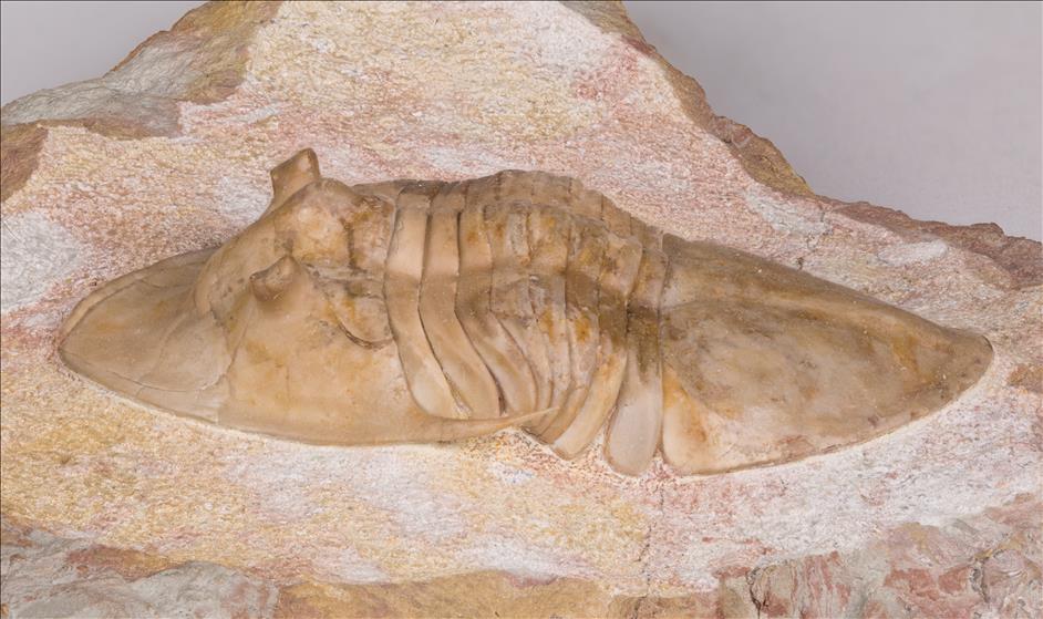 Picture of Rhinoferus hyorrhinus left side