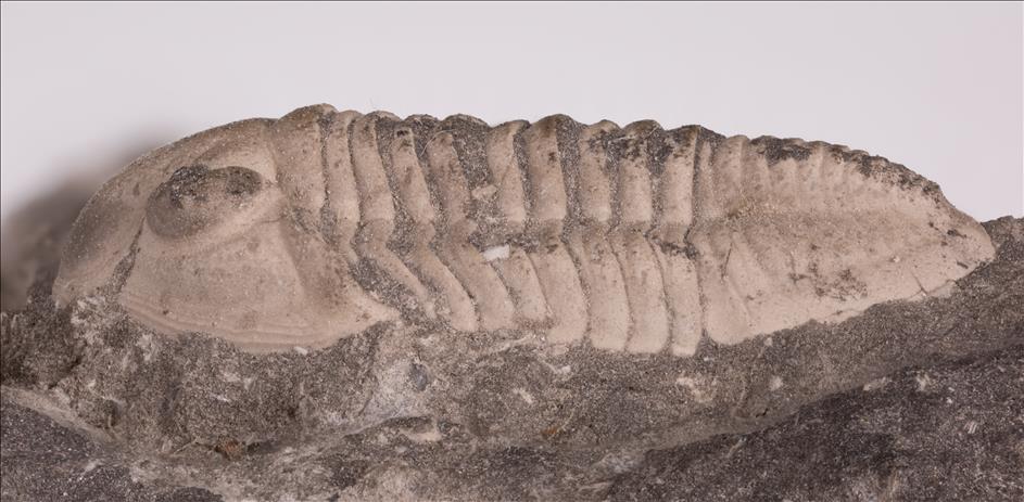 Picture of Phillipsia cf. derbensis left side