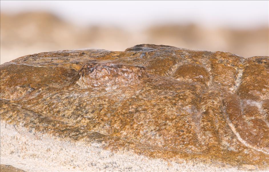 Picture of Eudolalites maiderensis left eye