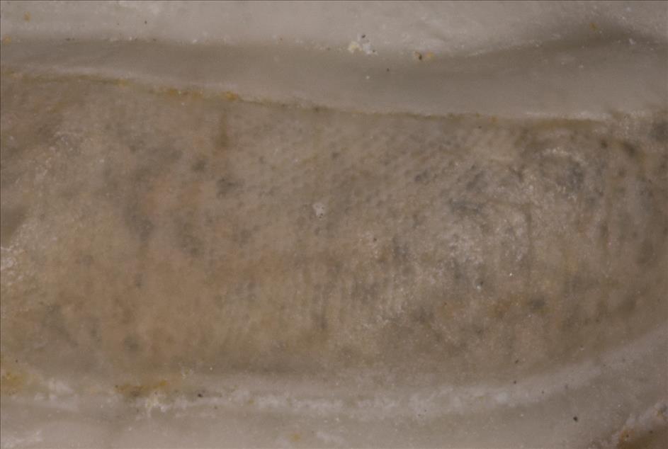 Picture of Remopleurides elongatus left eye detail
