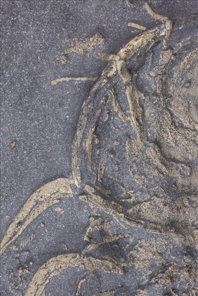 Picture of Triarthrus eatoni specimen E, left genal area