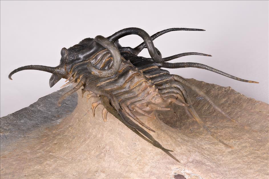 Picture of Dicranurus monstrosus left rear