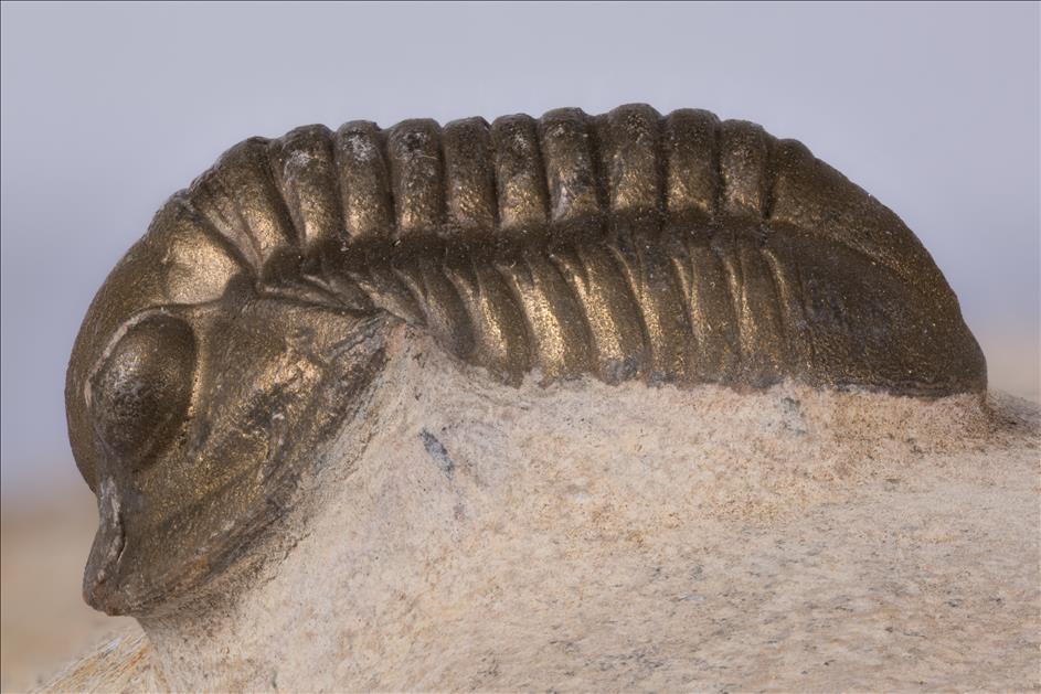 Picture of Rhenocynproetus sp. left side