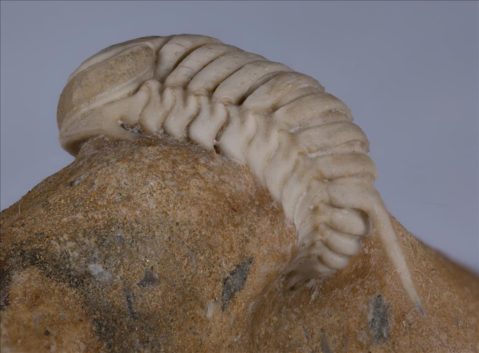 Picture of Remopleurides elongatus left side