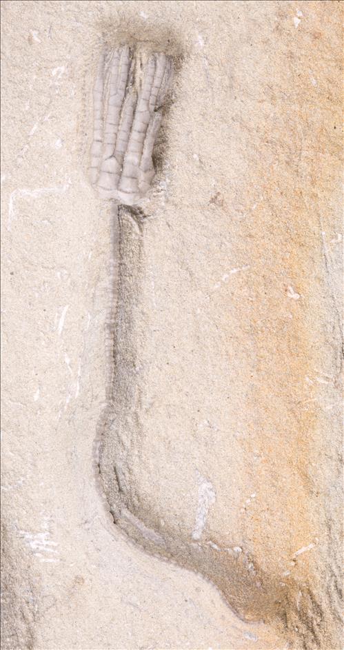 Picture of Sarocrinus varsoviensis second specimen