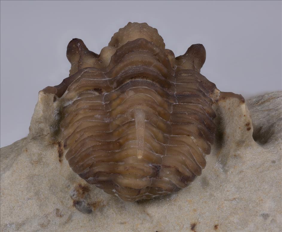 Picture of Cyphaspis carrolli rear