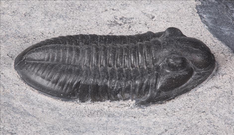 Picture of Hesslerides arcentensis right side
