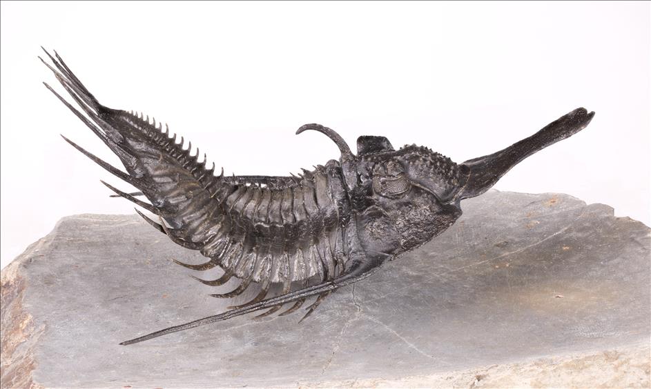 Picture of Psychopyge sp. right