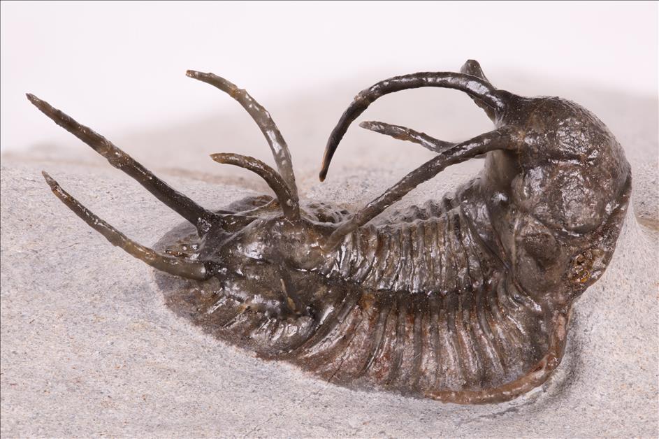 Picture of Ceratarges koumalii right side