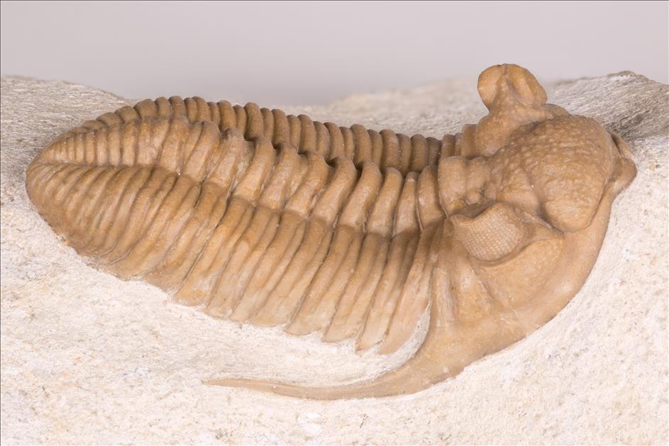 Picture of Prochasmops nasutus right side