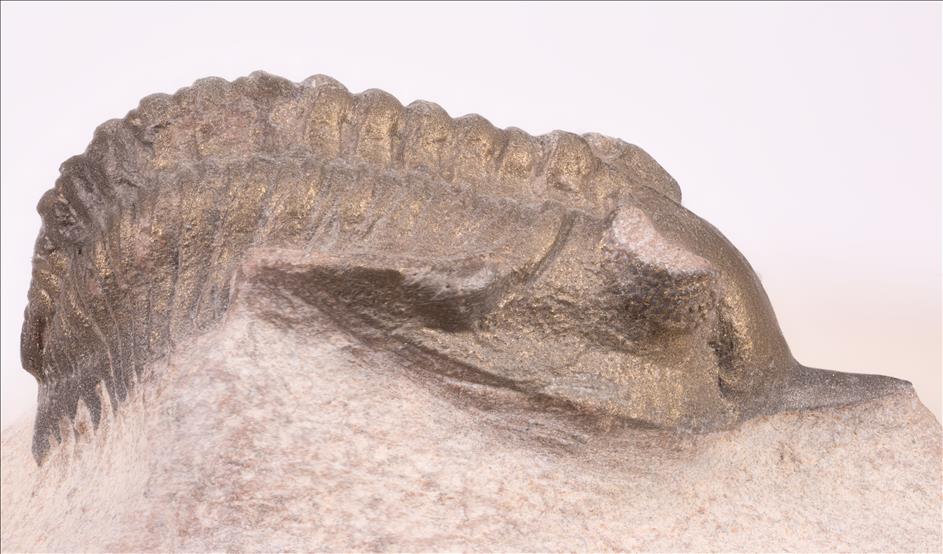 Picture of Minicryphaeus minimus right side