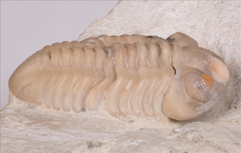 Picture of Ananaspis guttulus right side