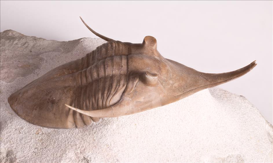 Picture of Megistaspidella isvosica right side