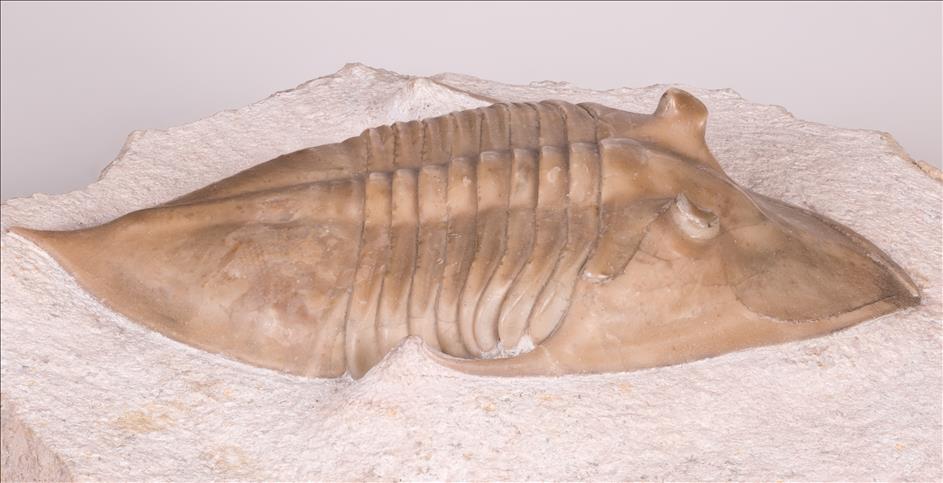 Picture of Megistaspidella triangularis right side