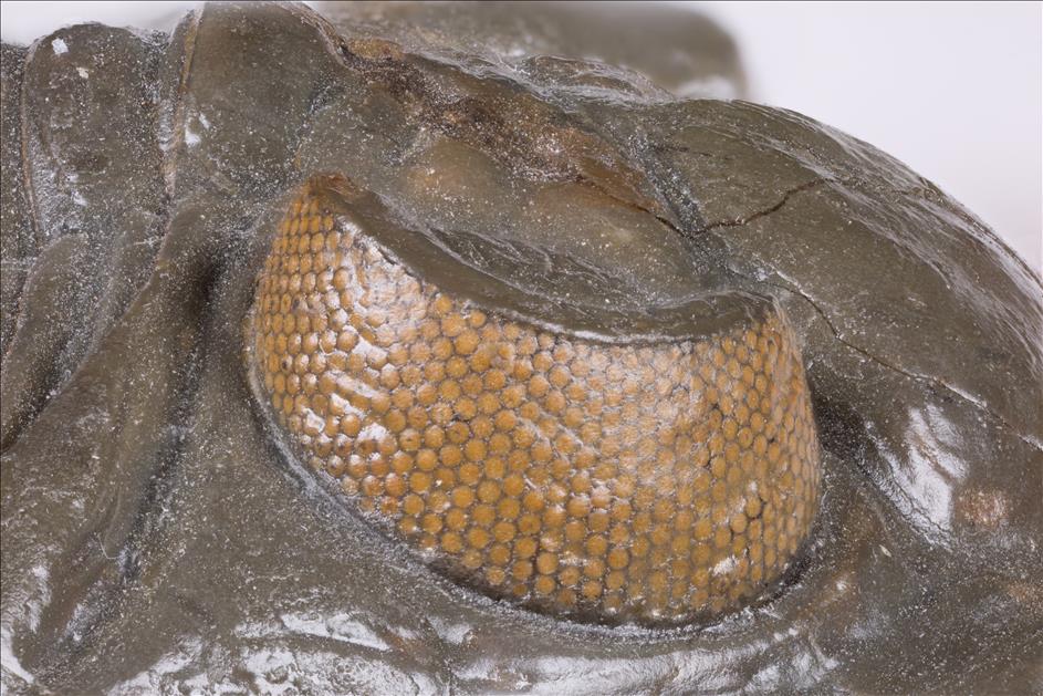 Picture of Odontochile sp. right eye