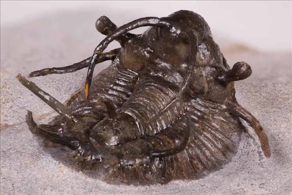 Picture of Ceratarges koumalii rear right