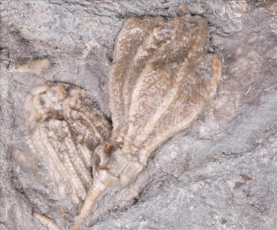 Picture of Dichocrinus multiplex over Eretmocrinus tentor crown