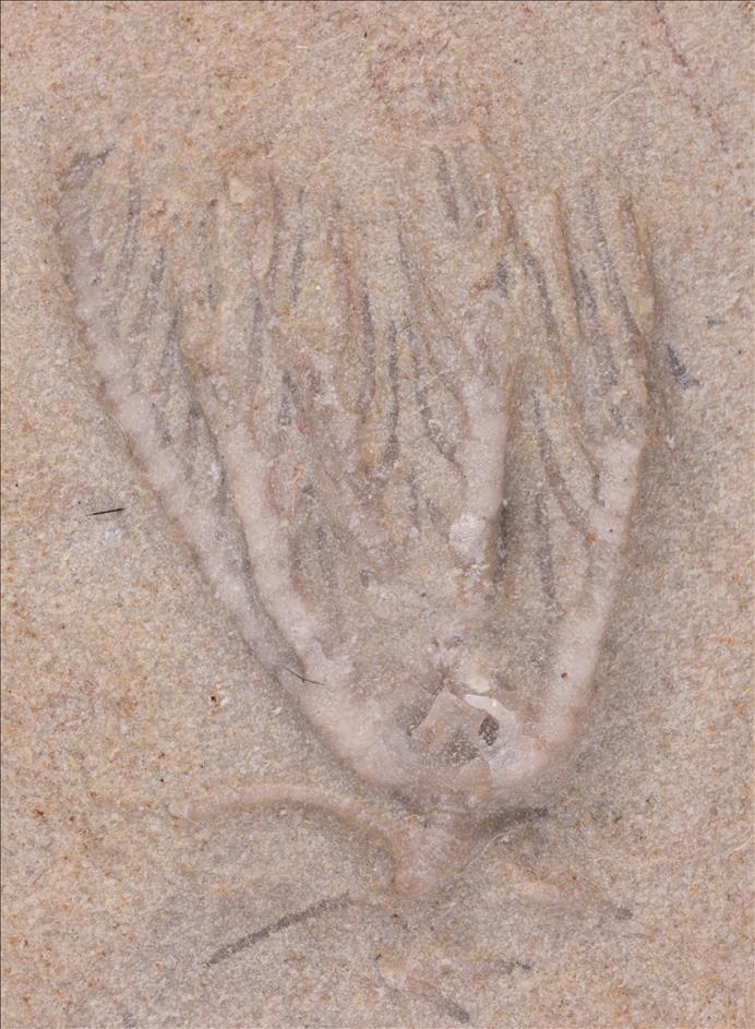 Picture of Clematocrinus retiarius #2