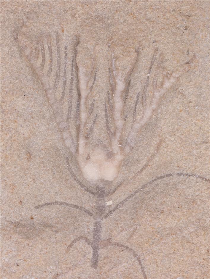 Picture of Clematocrinus retiarius #1