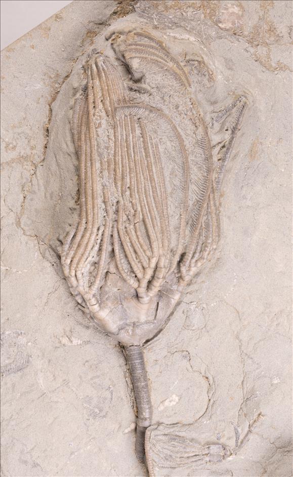 Picture of Paradichocrinus polydactylus third specimen
