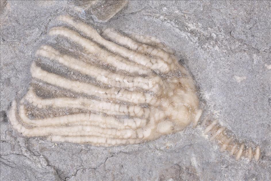 Picture of Eretmocrinus tentor