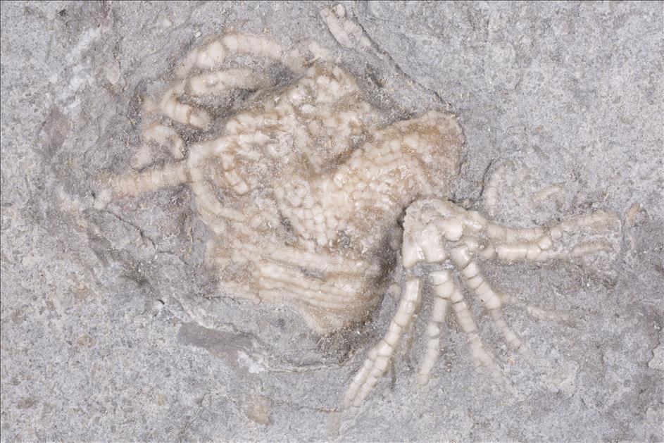 Picture of Cercidocrinus cirrifer next to Eretmocrinus tentor train wreck