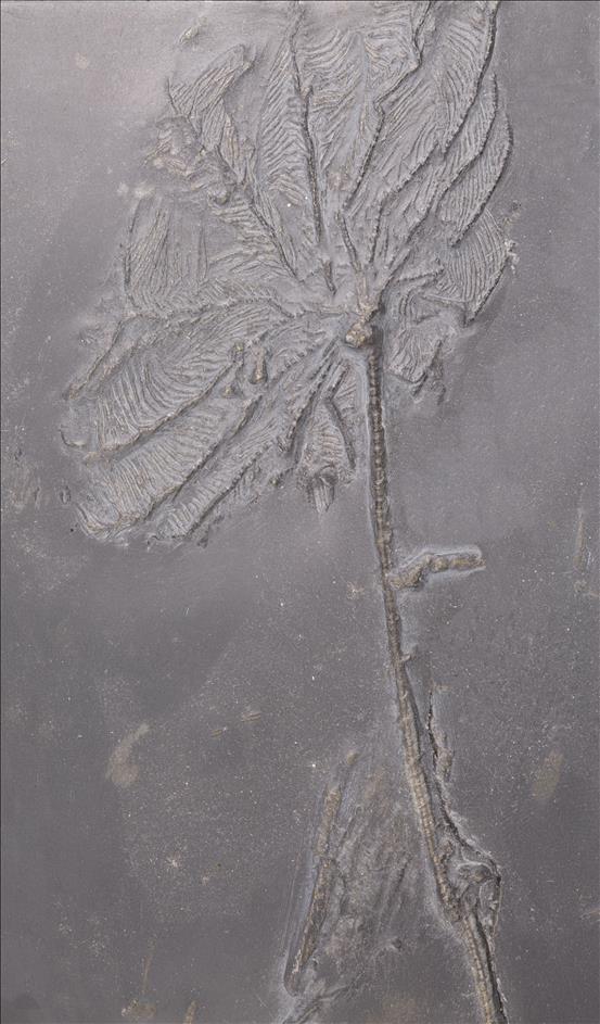 Picture of Imitatocrinus gracilior