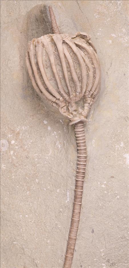 Picture of Eretmocrinus granuliferous