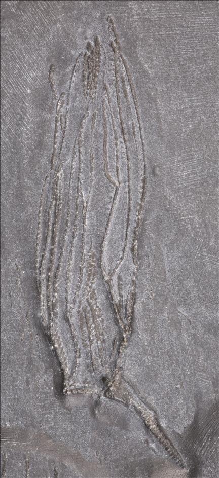 Picture of Bactrocrinus jaekeli
