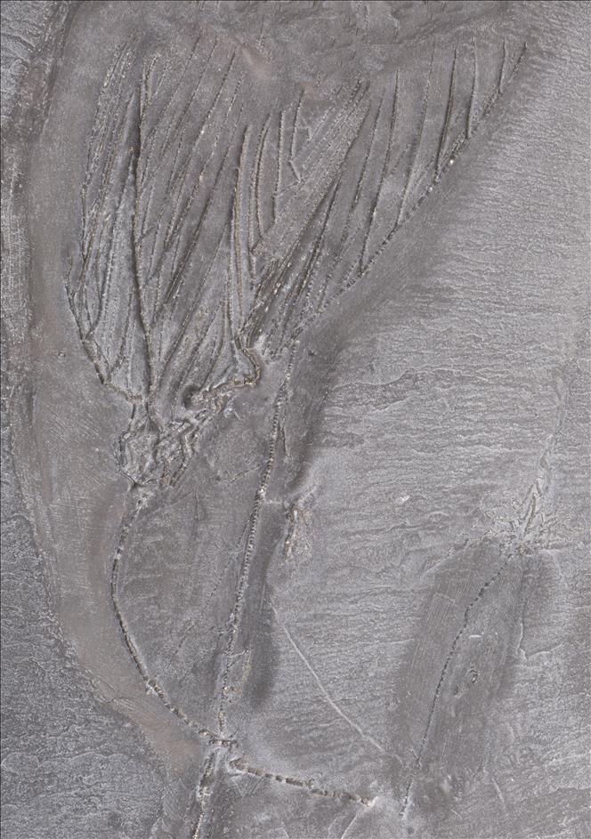 Picture of Rhadinocrinus dactylus