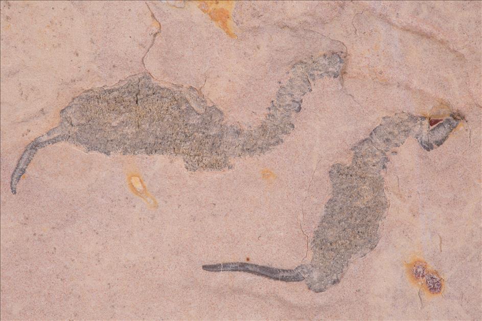 Picture of Coleicarpus sprinkli