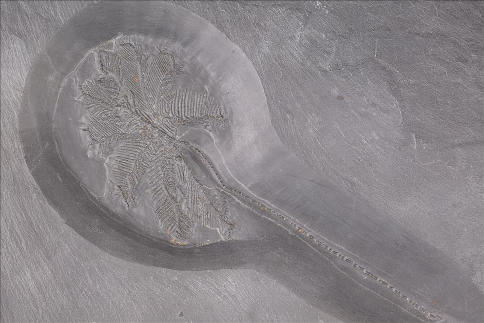 Picture of Hapalocrinus elegans