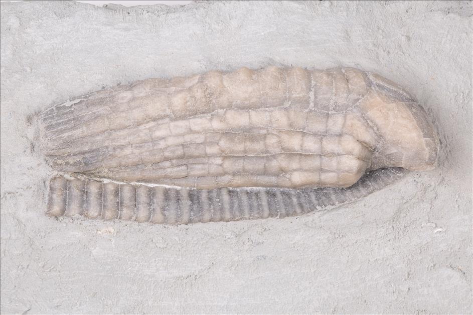 Picture of Halysiocrinus tunicatus