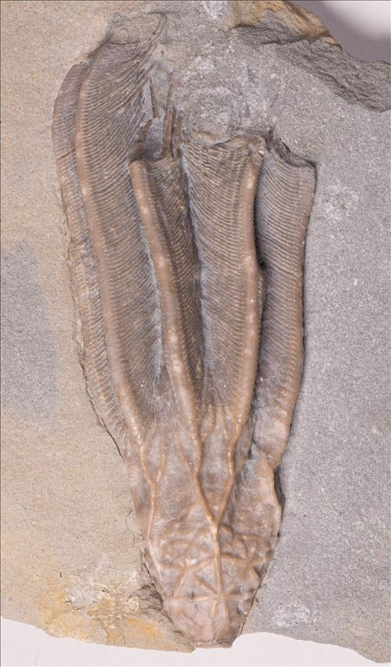 Picture of Periglyptocrinus astricus